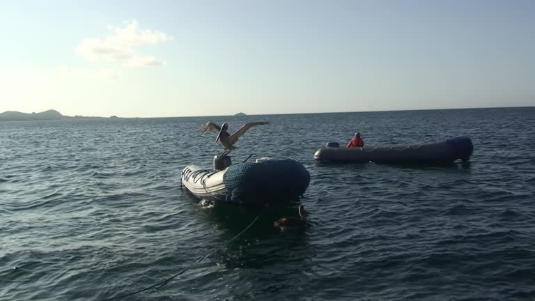 Pelicans sit on water surface near boat.