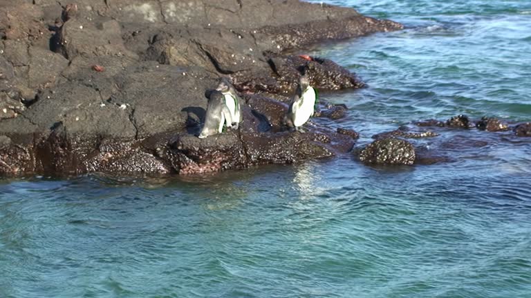 Galapagos pelicans on rocky coast of Pacific Ocean.