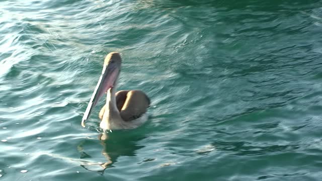 Galapagos pelican swims on water surface of ocean.