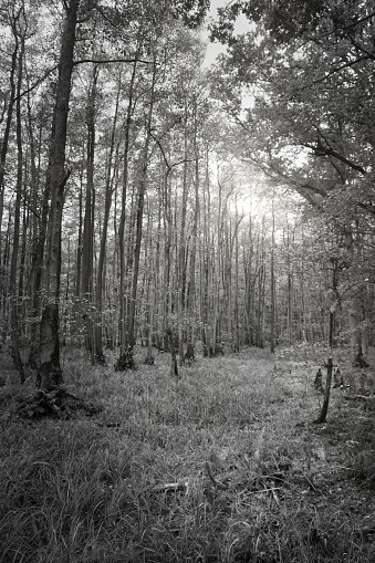 View into a deciduous forest with grass-covered forest floor in black and white. Photograph from a nature park on the Darss. Landscape photograph