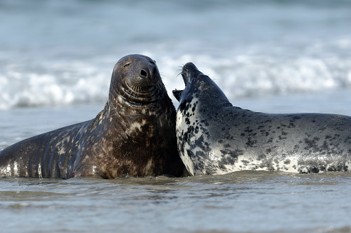 two gray seals playing on the beach