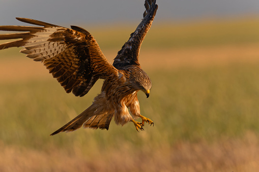 Long-legged buzzard