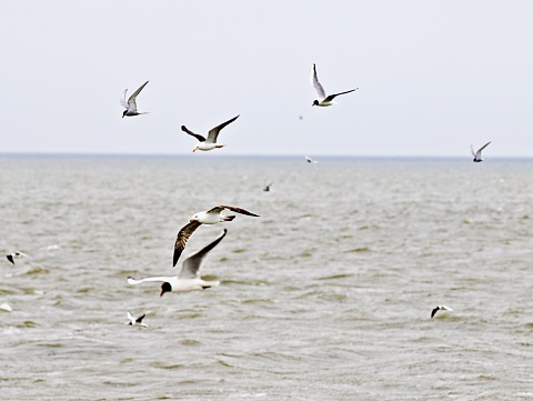 Stock photo showing a disposable, takeaway box containing the remains of a fish and chip supper being scavenged by Herring Gulls (Larus argentatus) perching on a black, hard plastic dumpster refuse bin.