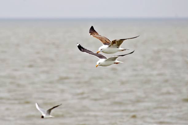 Sea birds flying