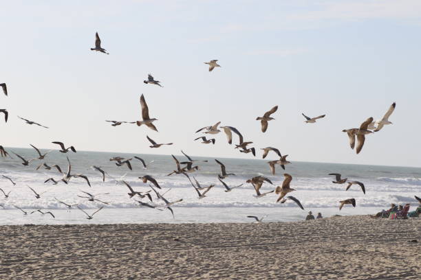 istock Flock of seagulls airborne 1974768877