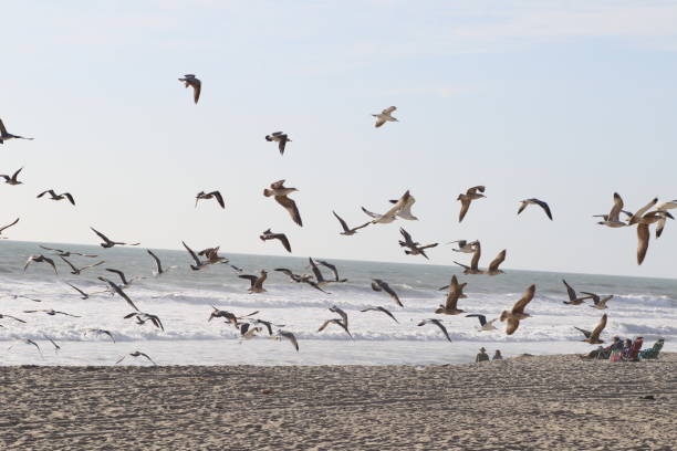 istock Flock of seagulls taking of 1974769445