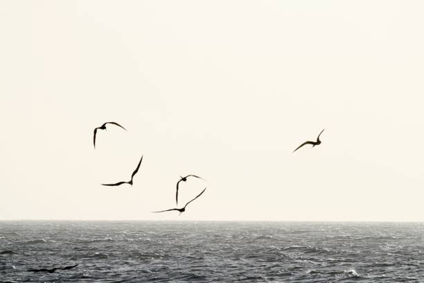 Fregate birds over water