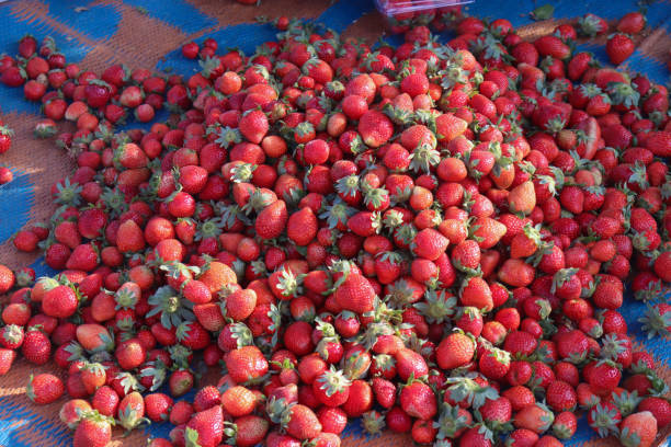 Beautiful Red Ripe Strawberries group.