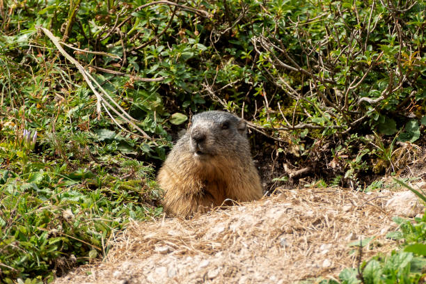istock Alpine marmot (Marmota marmota) in high mountains in Bavaria, Germany 1974774334