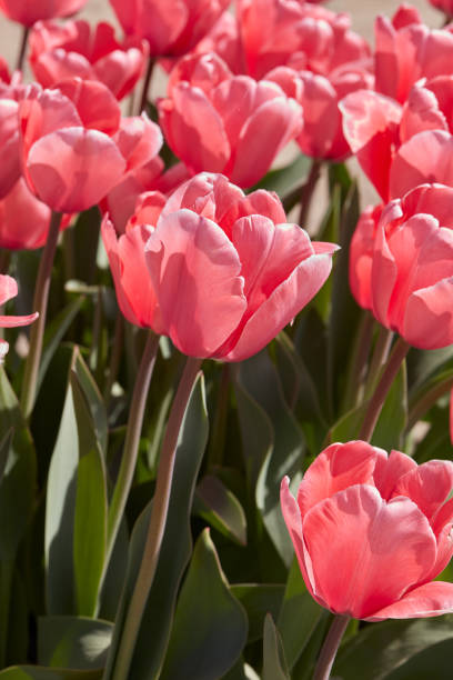 istock Tulip Pink Impression flowers in spring sunlight 1974775410