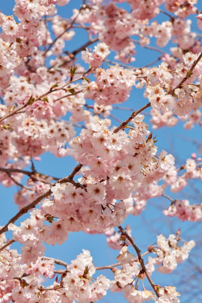 istock Cherry tree blossom, branches with pink flowers background in a sunny spring day, blue sky 1974776106