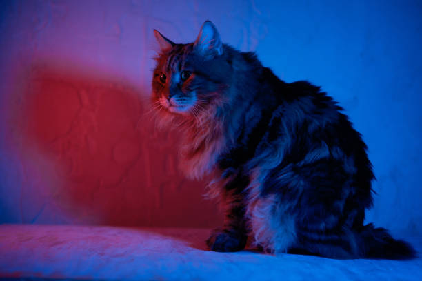 istock Big cute cat . Studio lights, bright neon color 1974778097