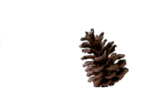 Close-up of brown pinecones fallen from tree in park