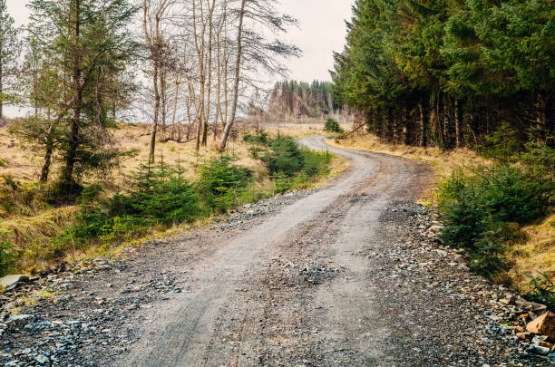 Winding lumber industry road with older trees on the right and recently felled ground on the left, ready for reforestation.