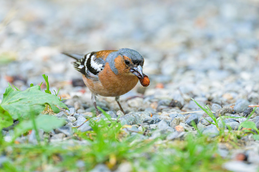 A male Common Chaffinch standing on the ground, sunny day in summer