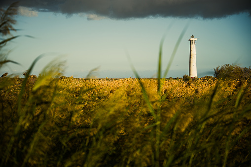A tall lighthouse stands amidst a field of grass