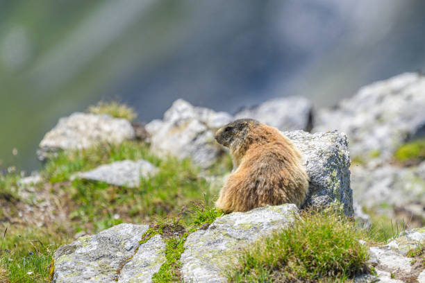 istock An alpine marmot sitting on a rock on a sunny day in summer 1974833723