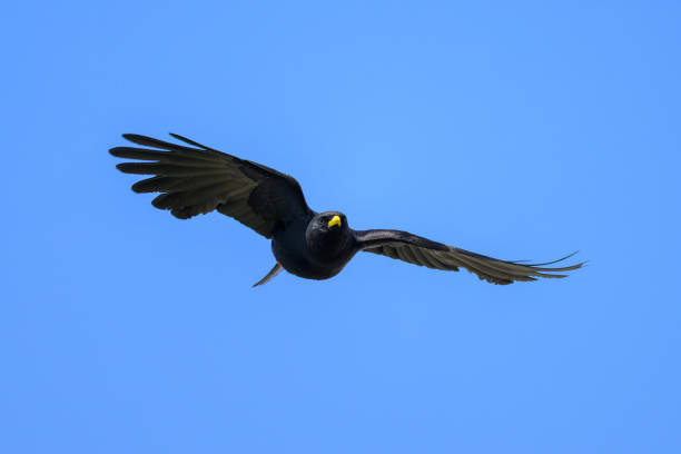 istock Alpine Chough flying on a sunny day blue sky 1974834269