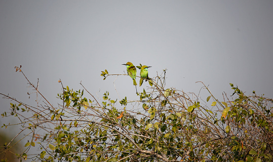 Asian green bee-eaters hunting for insects