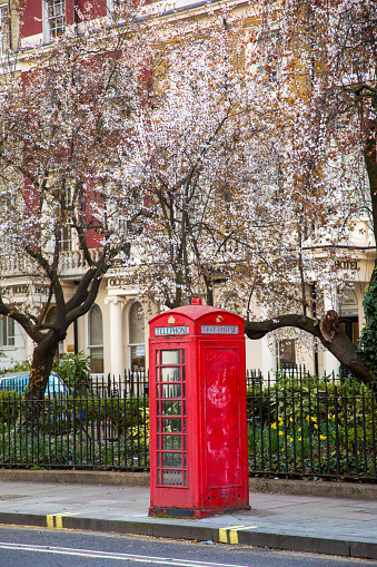 A street view with sakura trees and an iconic red telephone box in London, England, United Kingdoms