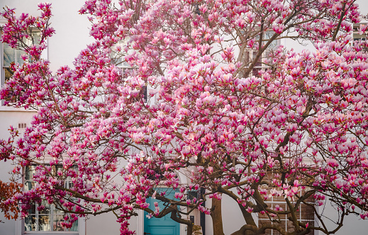 Colorful spring season view of the heart of London, a mesmerizing sight unfolds as the branches of a tree adorned with pink magnolia blossoms sway against the backdrop of a quintessential English building in the streets of Notting Hill,  Chelsea and Kensington. This enchanting scene captures the essence of spring, where nature's grace meets the classic charm of London's architectural beauty in perfect harmony.