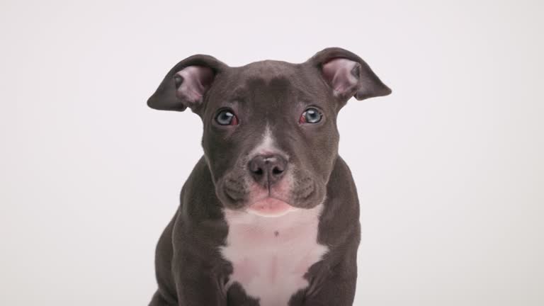 cute little blue American bully dog shaking, getting hiccups, looking up and being curious while sitting on grey background