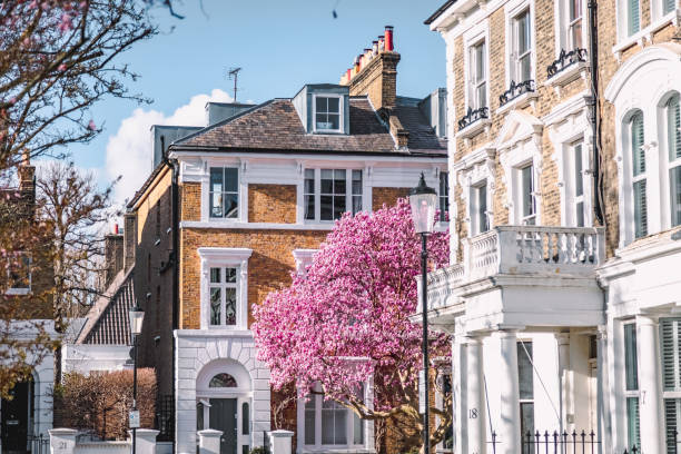blooms of elegance: pink magnolia blossoms adorn london's streets in spring - notting hill - fotografias e filmes do acervo