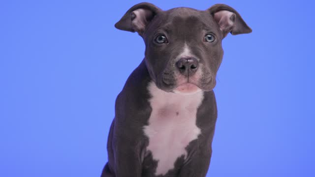 vigilant little American bully dog getting hiccups, looking around and being wary while sitting on purple background