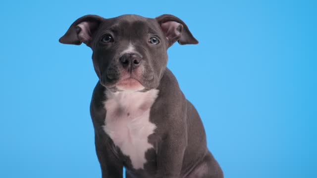 sweet American bully puppy looking up, being curious and getting hiccups while sitting on blue background