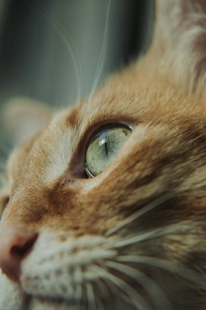 istock House orange cat sitting next to a window 1974861758