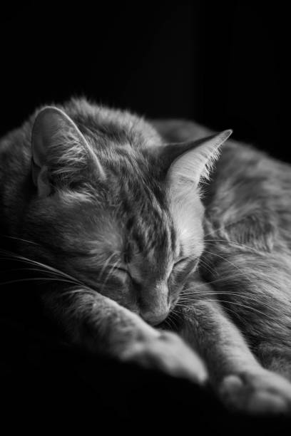 istock House orange cat sitting next to a window 1974862876