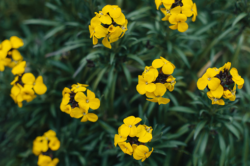 Beautiful yellow flowers of Wallflower (Erysimum cheiri) in a spring garden. Selective focus.