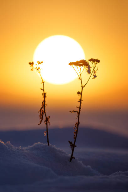 A scenic view of silhouetted flowers against a setting sun