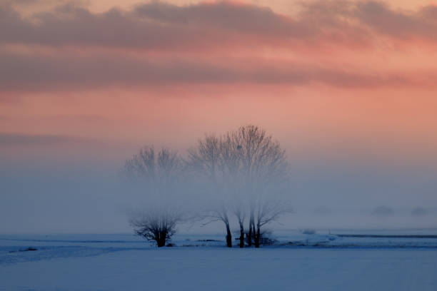 A snowy field illuminated by the sunset, with prominent trees