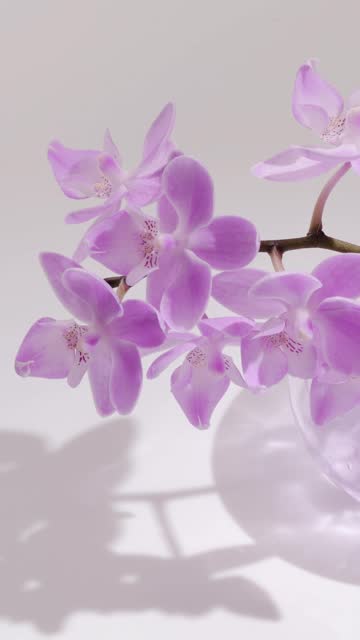 violet orchid flower in a transparent glass vase with shadow on white background, beautiful indoor home decoration, elegance concept for cosmetics, wellness and relaxation, loopable