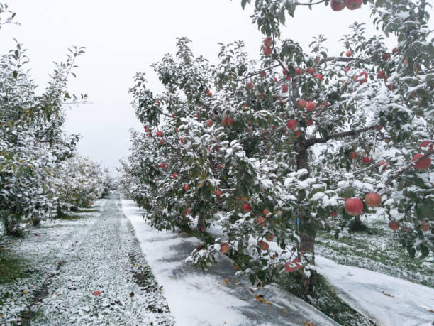 istock Ripe apples growing on fruit tree in snowy orchard landscape 1974877931