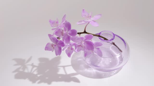 violet orchid flower in a transparent glass vase with shadow on white background, beautiful indoor home decoration, elegance concept for cosmetics, wellness and relaxation, loopable