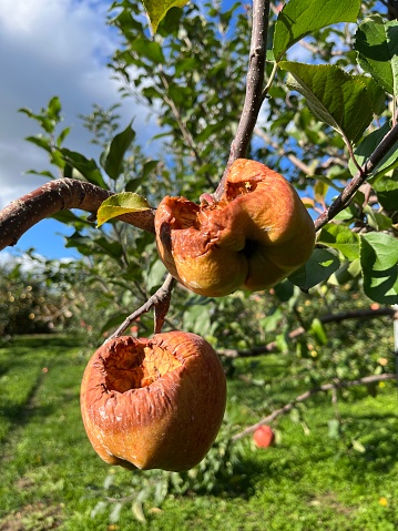 Two rotten brown mouldy apples growing on fruit tree in commercial orchard in October