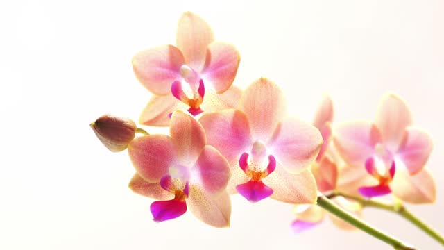 changing sunlight in the petals of an isolated bright orchid flower on white background, symbolic beauty concept for cosmetics, travel and wellness, slow motion wind stationary view