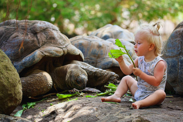 A little Boy sitting on the ground beside a large tortoise in Mauritius.
