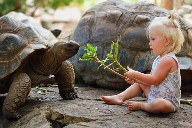 istock Little Boy Sitting Next to Turtle on the Ground 1974884886