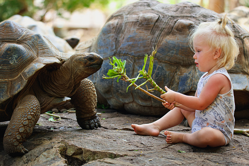 A little boy is seated on the ground next to a turtle, as they both engage in a peaceful interaction in Mauritius.