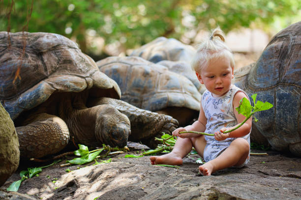 istock Little Boy Sitting on Rock Next to Tortoise 1974884900