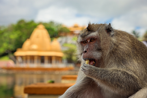 A monkey in the Mauritius temple sits on a ledge, eating something.