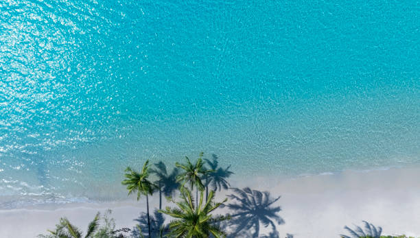 istock Summer palm tree  and Tropical beach with blue  of seashore background 1974886542