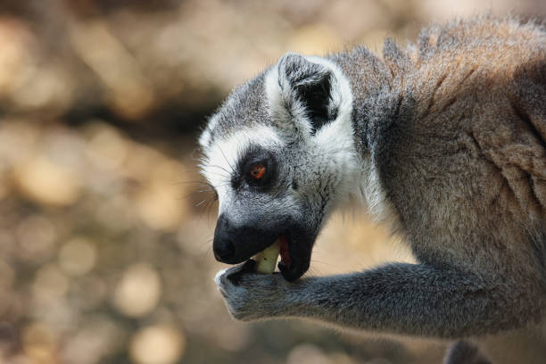 Lemur from the island of Madagascar