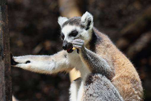 A small lem﻿ur, found in the Mauritius zoo, seen in a close-up shot on a tree.