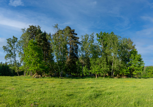 spring rural landscape, blooming meadows pasture , grass and trees