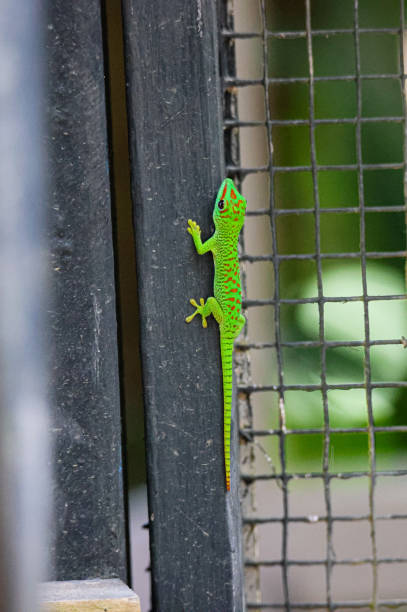 istock Green Lizard Sitting on Fence 1974891962