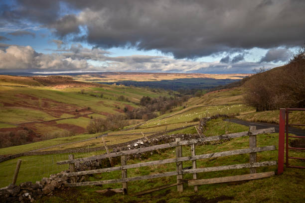 vers le nord jusqu’à wenslydale - wensleydale blue photos et images de collection